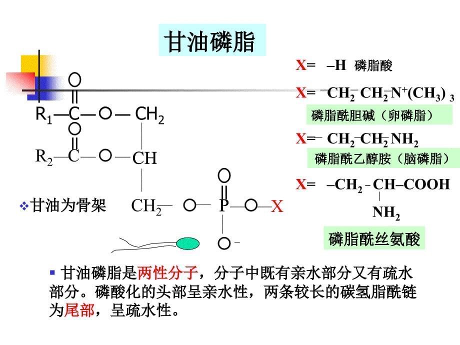 生物膜的组成和结构1_第5页