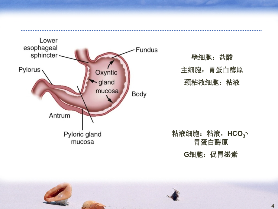 质子泵抑制剂的临床应用与药学监护--吴薇_第4页