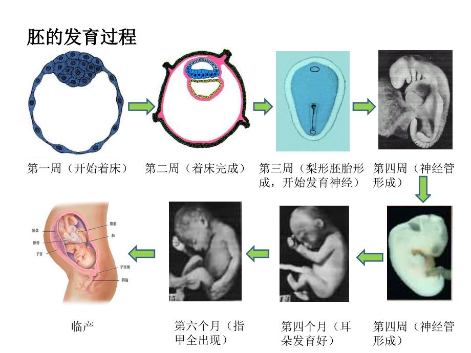 孕产妇及哺乳期女性营养补充讲义_第4页