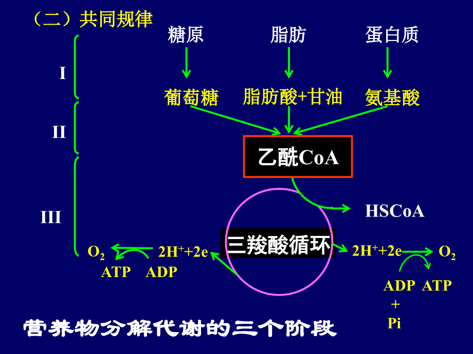 维持生命活动的能量_第4页