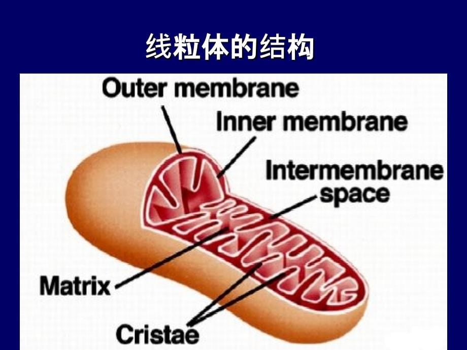 维持生命活动的能量_第5页