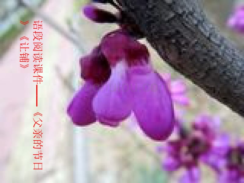 阅读课件——《父亲的节日》《让铺》_第1页