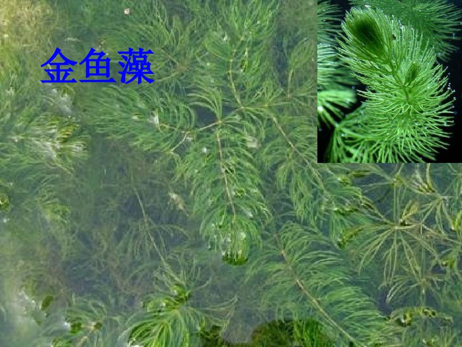 教科版三年级科学上册《水生植物》课件_第3页