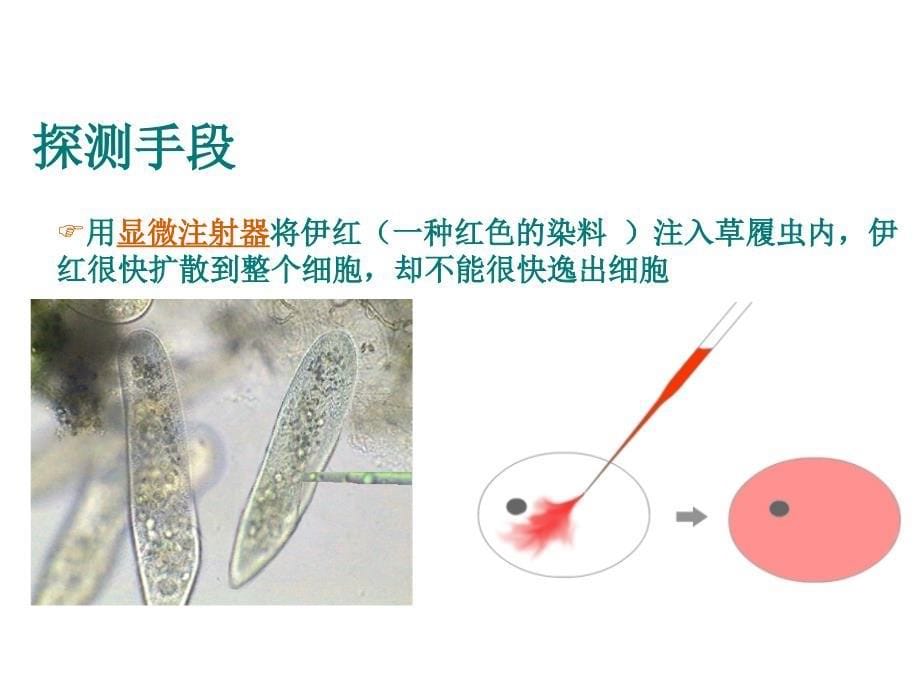 新课程生物优质课比赛课件细胞膜——系统的边界_第5页