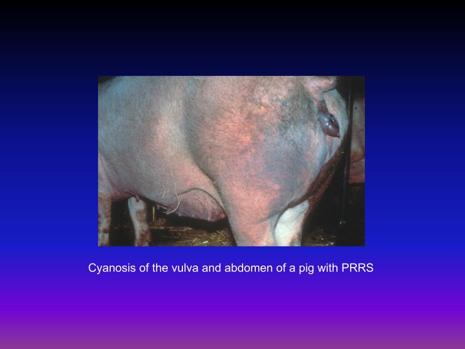 PRRS 豬繁殖及呼吸道綜合症.ppt_第3页