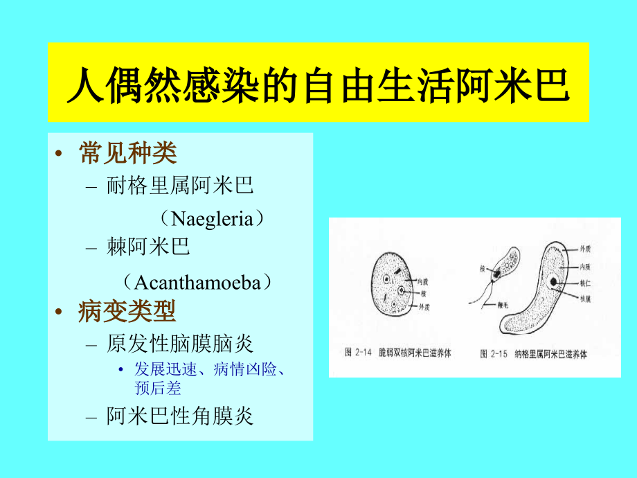 寄生虫学第八讲(阿米巴、利杜体)_第4页