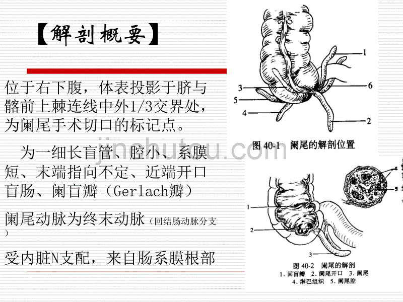 急性阑尾炎病人的护理1_第2页