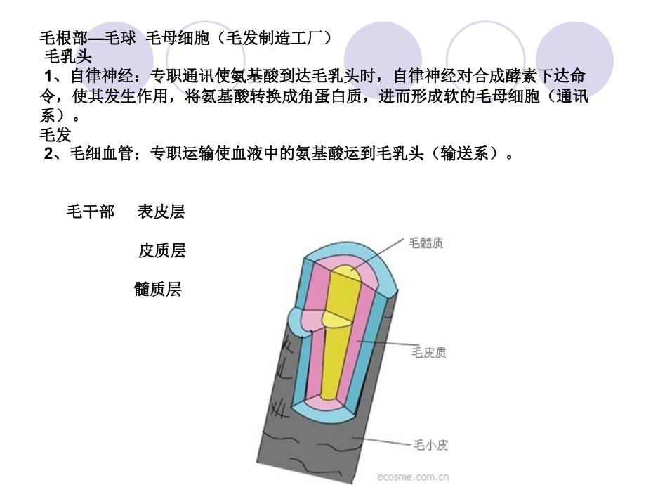 毛发生理学和基本_第4页