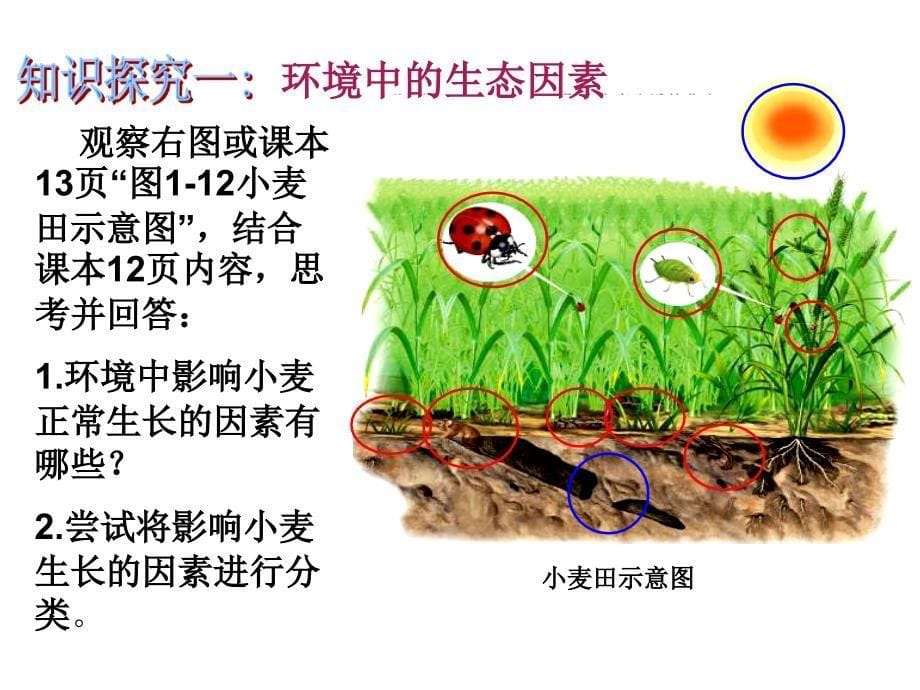 生物与环境的关系_第5页