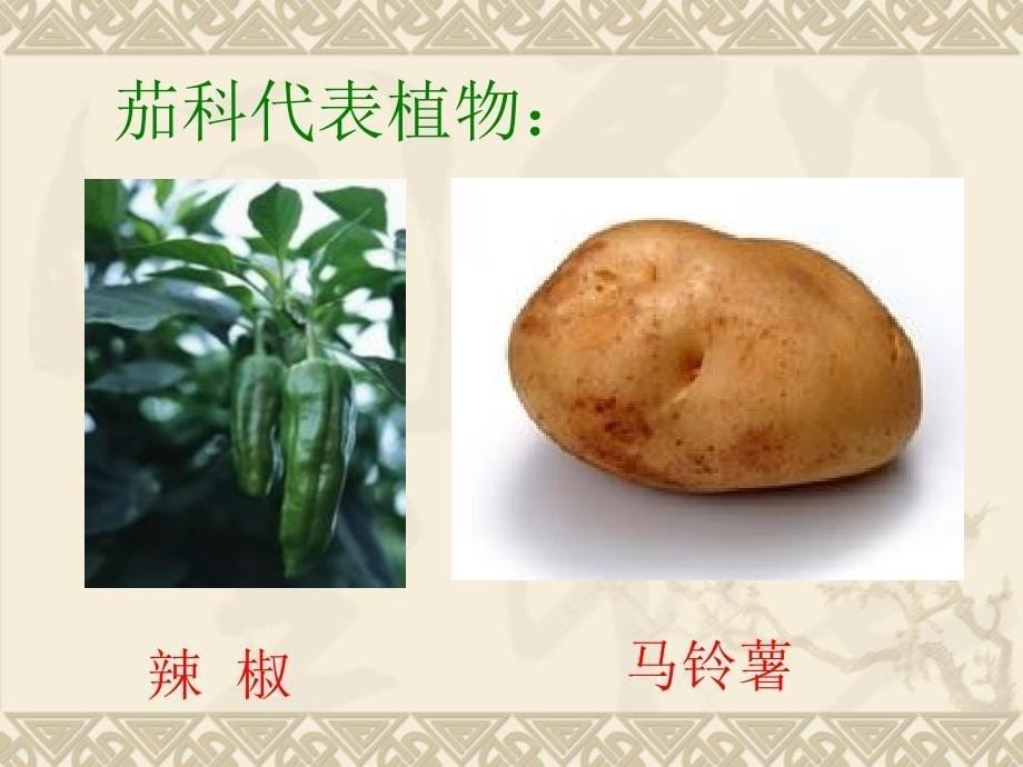 茄科(药用植物学课件,洋金花、天仙子、宁夏枸杞。。。)_第5页