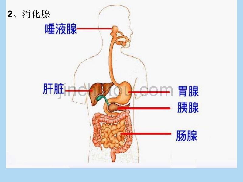 七下生物4.2.2 消化和吸收课件_第5页