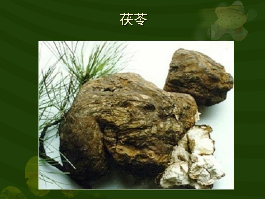 常见的13种药用真菌_第4页