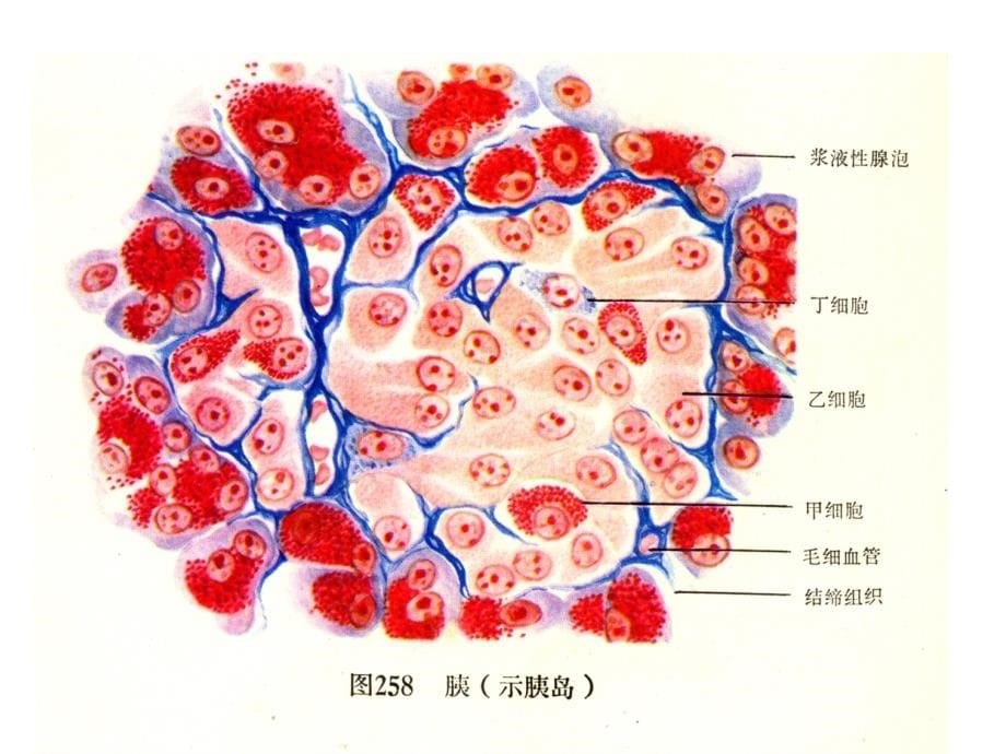 糖尿病病理节点与药物作用_第5页