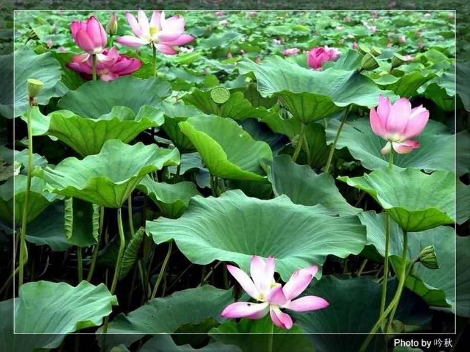 最新2018年八年级语文上册《芦花荡》课件(39页)教学优质课件_第5页