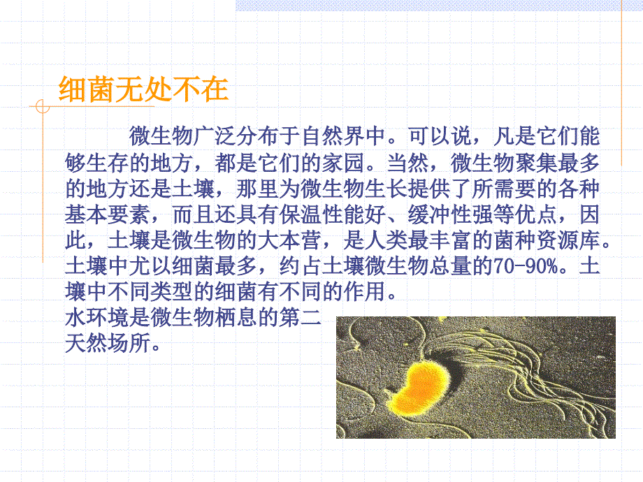 原核细胞的代表——细菌_第4页