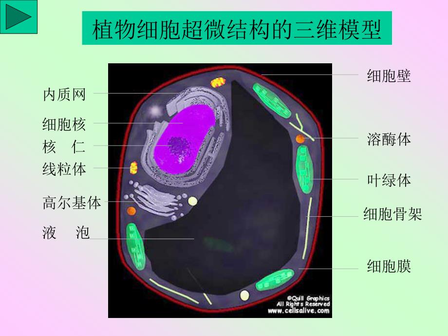 实验1-植物细胞的基本形态与结构_第2页