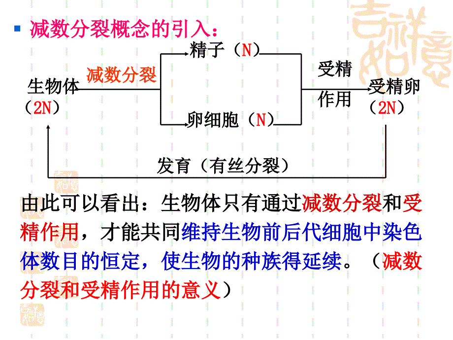 有性生殖细胞的形成精讲课件#_第2页