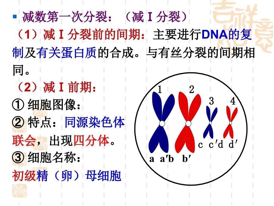 有性生殖细胞的形成精讲课件#_第5页