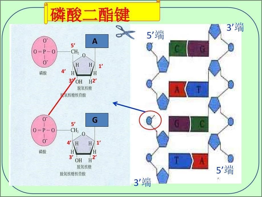 DNA重组技术的基本工具(很全)_第5页