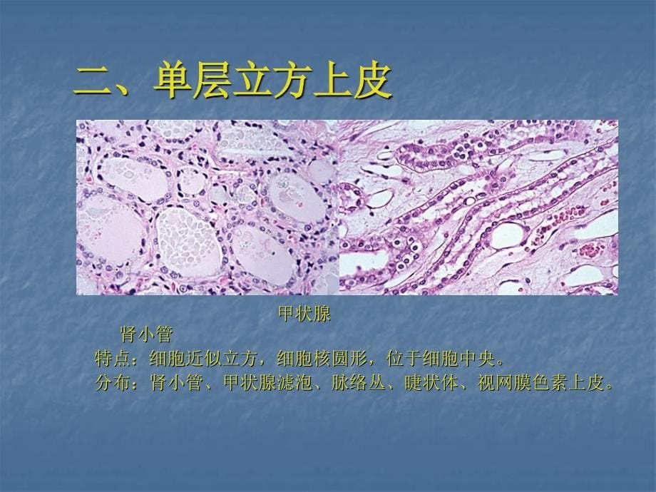 实验一上皮组织与结缔组织显微结构观察_第5页