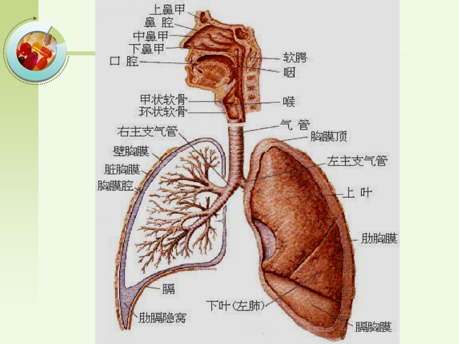 呼吸系统疾病的护理概述_第3页