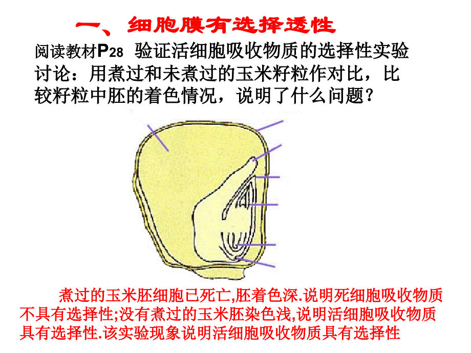 浙科版生物必修细胞膜和细胞壁_第3页