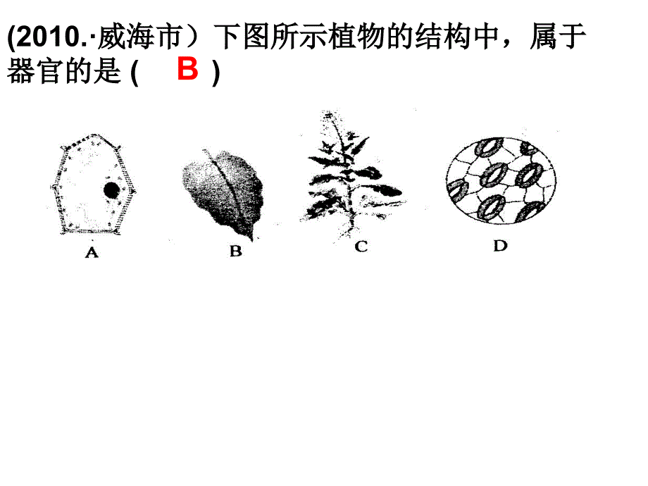 细胞显微镜植物体结构复习_第2页