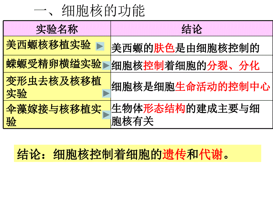 细胞核──系统的控制中心_第4页