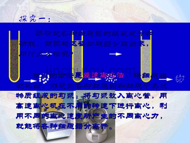 细胞器——系统内的分工合作12_第4页