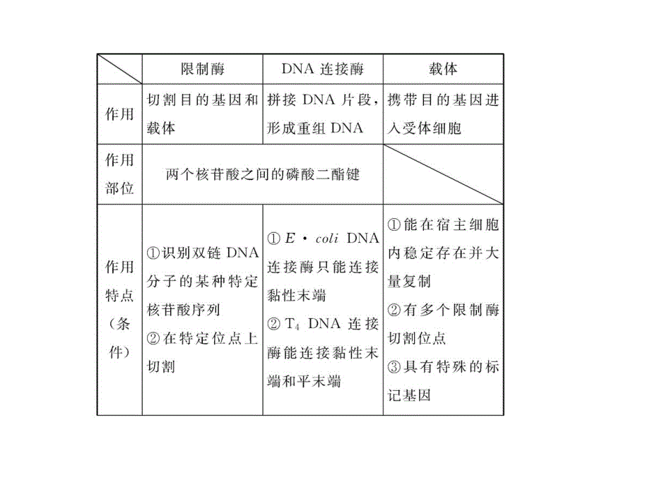 13版生物专题辅导与训练配套课件(江苏专用)9.1基因工程_第3页