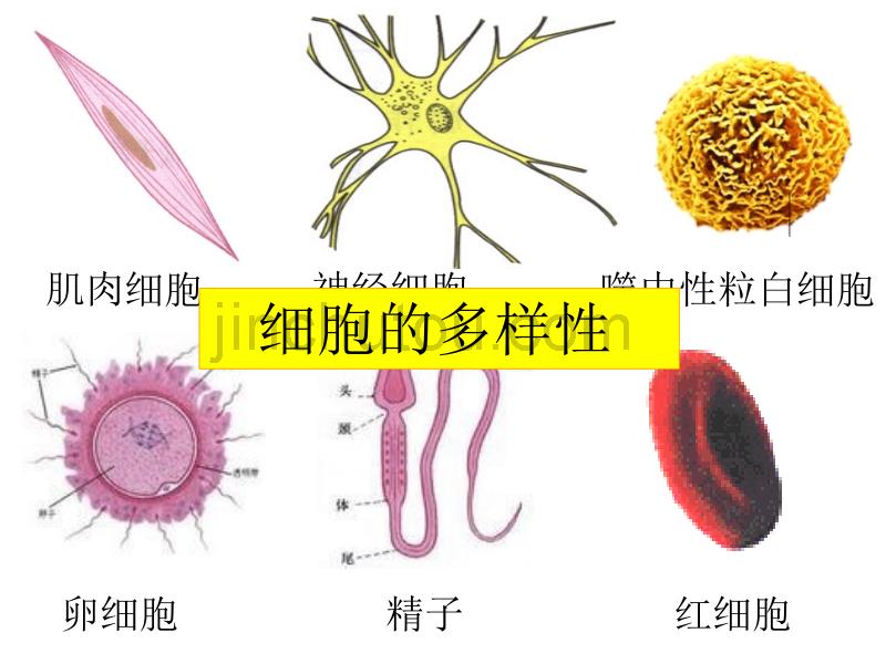 细胞的多样性和统一性—2013_第3页