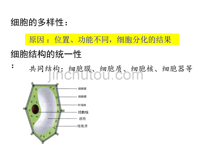 细胞的多样性和统一性—2013_第4页