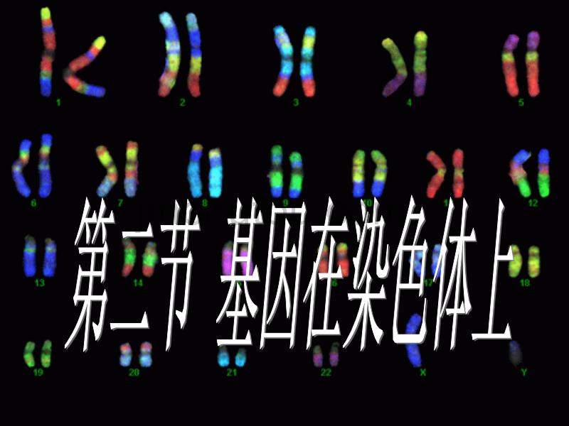 人教版教学课件广东省广州市高二生物《基因在染色体上》课件_第1页