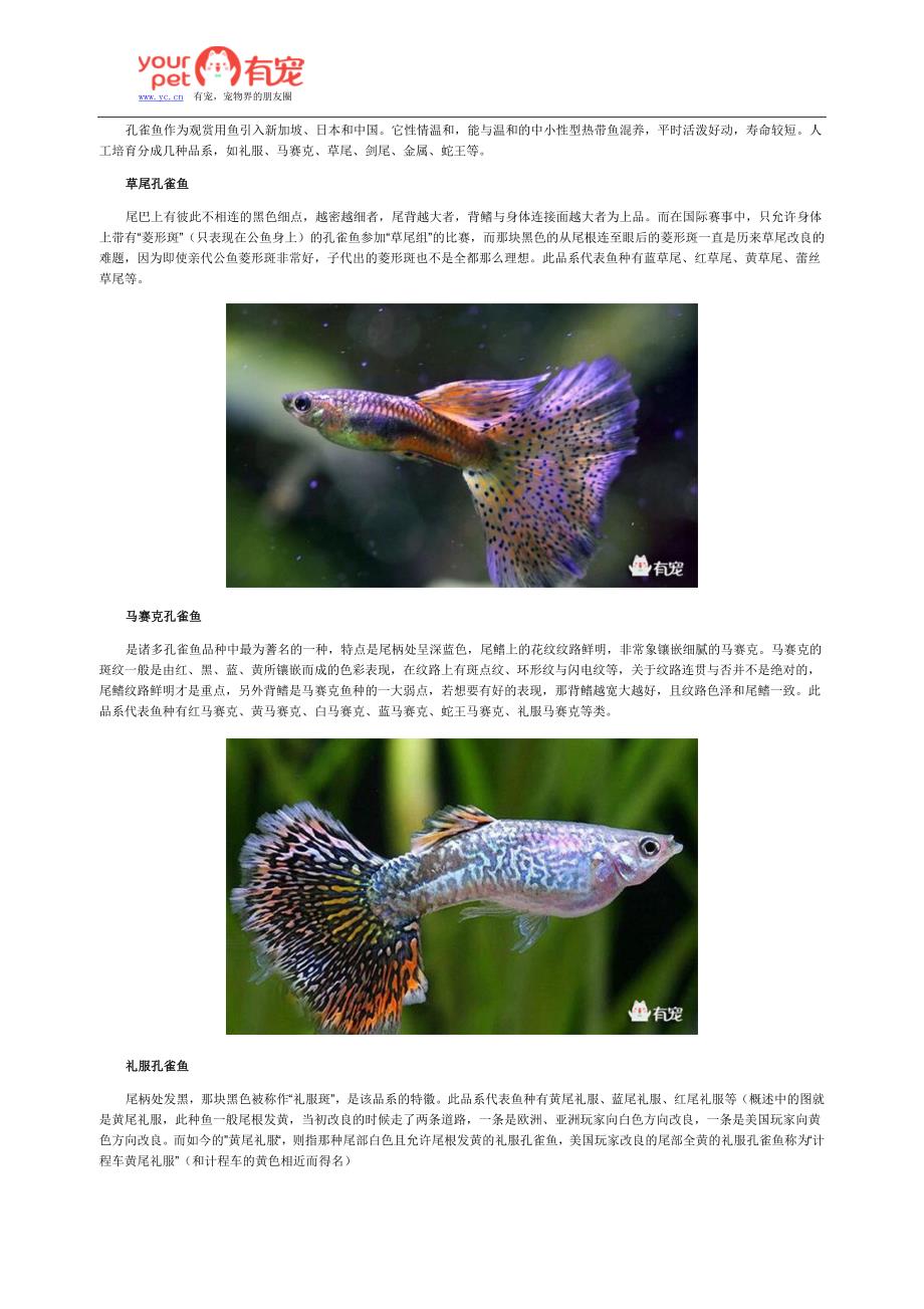 孔雀鱼常见的十二个品种(上)_第1页