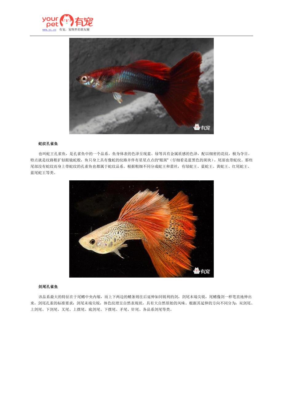 孔雀鱼常见的十二个品种(上)_第2页