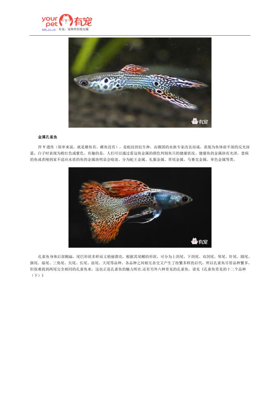 孔雀鱼常见的十二个品种(上)_第3页