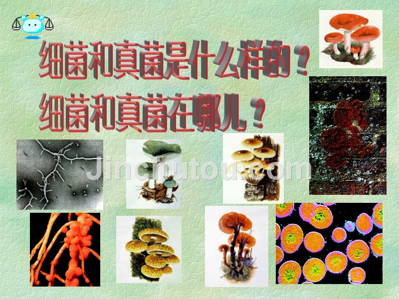 分布广泛的细菌和真菌_第2页