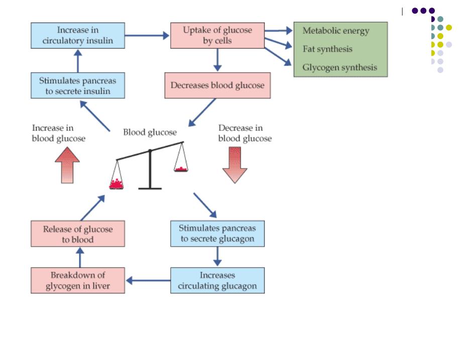 低血糖症Hypoglycemia 浙江大学医学院附属第二医院_第3页