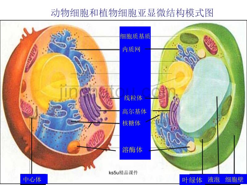 《细胞器系统内的分工合作》新人教版必修_第4页