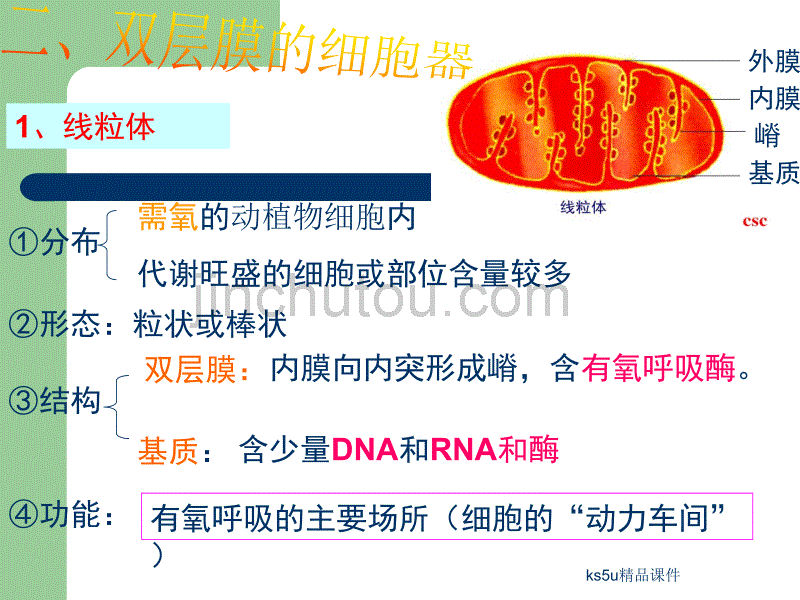 《细胞器系统内的分工合作》新人教版必修_第5页