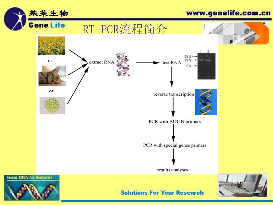 RT-PCR技术简介-GeneLife_第3页