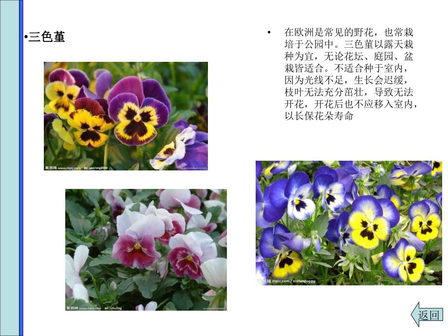 春季常见住宅小区园林花卉汇编_第3页