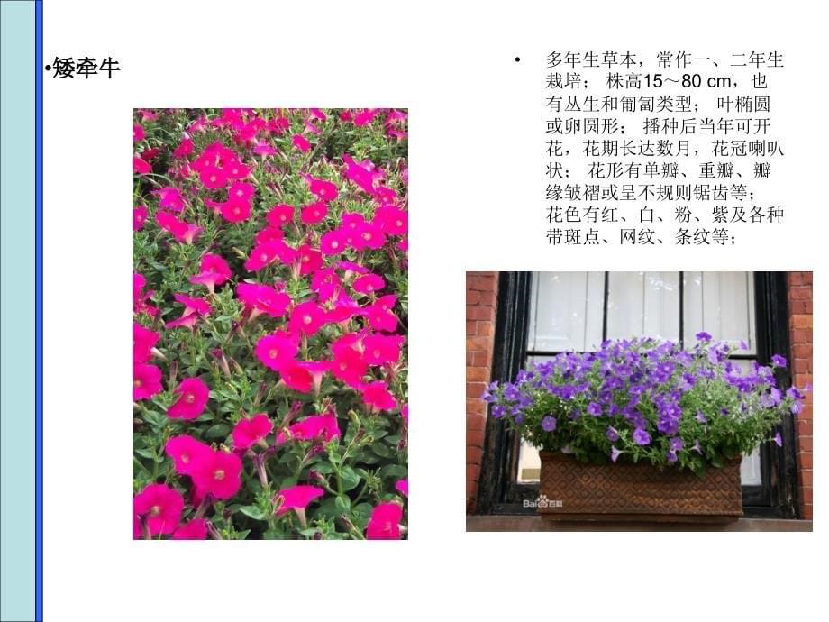 春季常见住宅小区园林花卉汇编_第5页