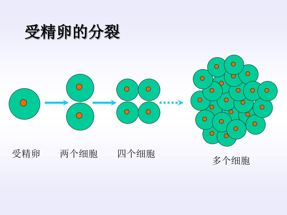 第二、三节细胞的分化、衰老和癌变_第3页