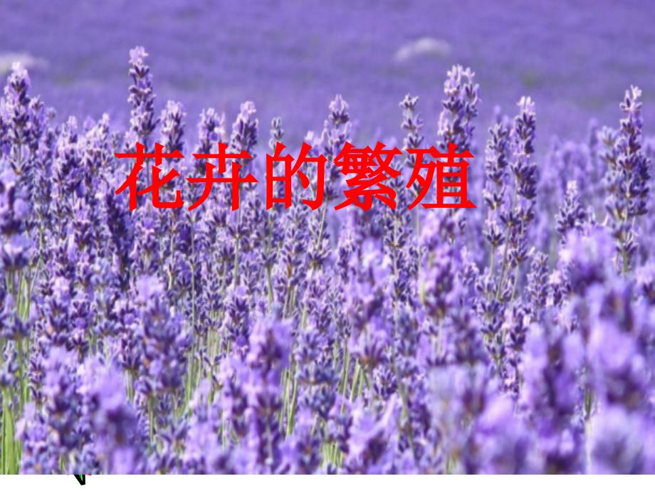 云教版劳动四年级下册4花卉的繁殖_第3页