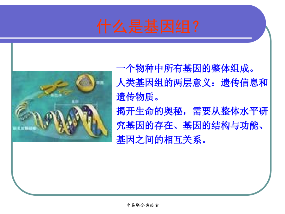 基因组学 课件 2.遗传作图 3 物理图_第3页