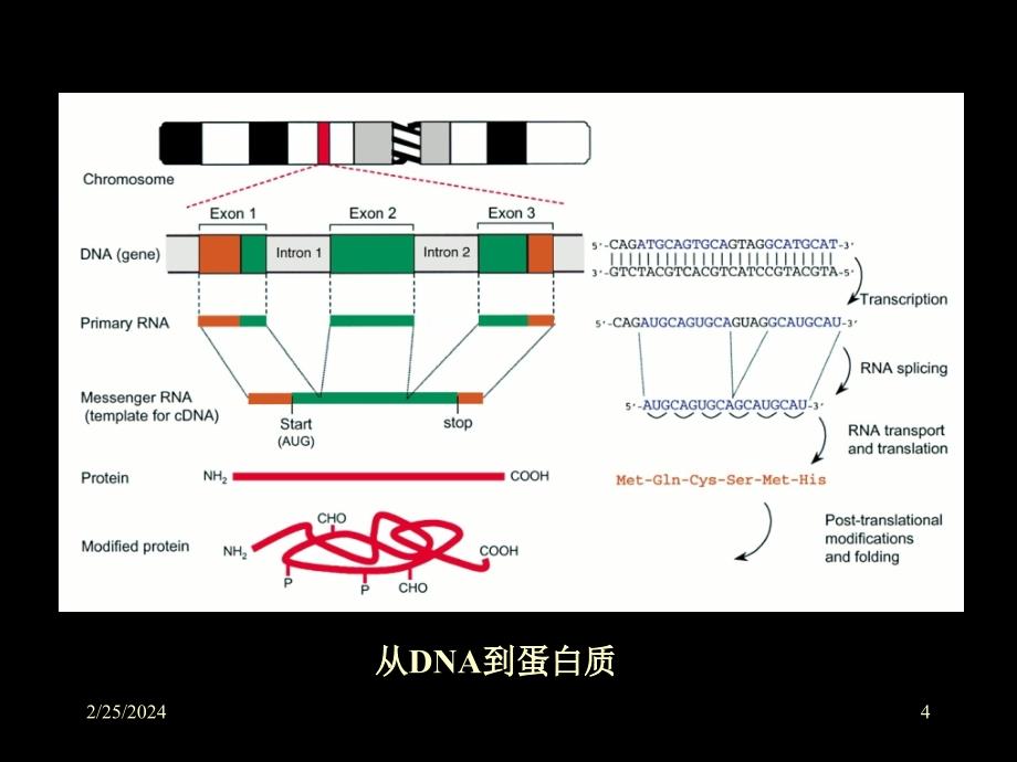 人类后基因组时代_第4页