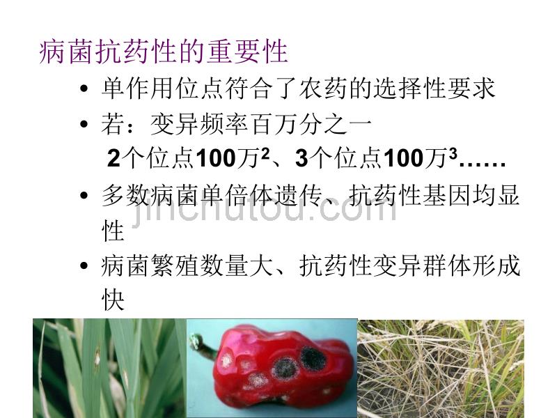 周明国-重要农作物病原菌的抗药性及治理对策ppt_第2页