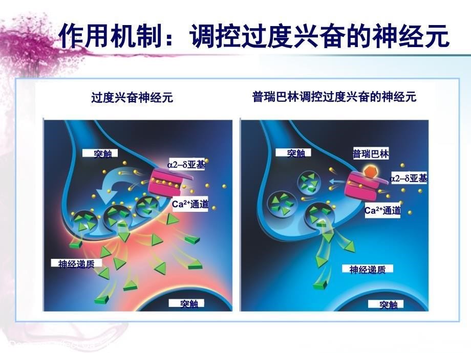 乐瑞卡机制性治疗神经病理性疼痛_第5页