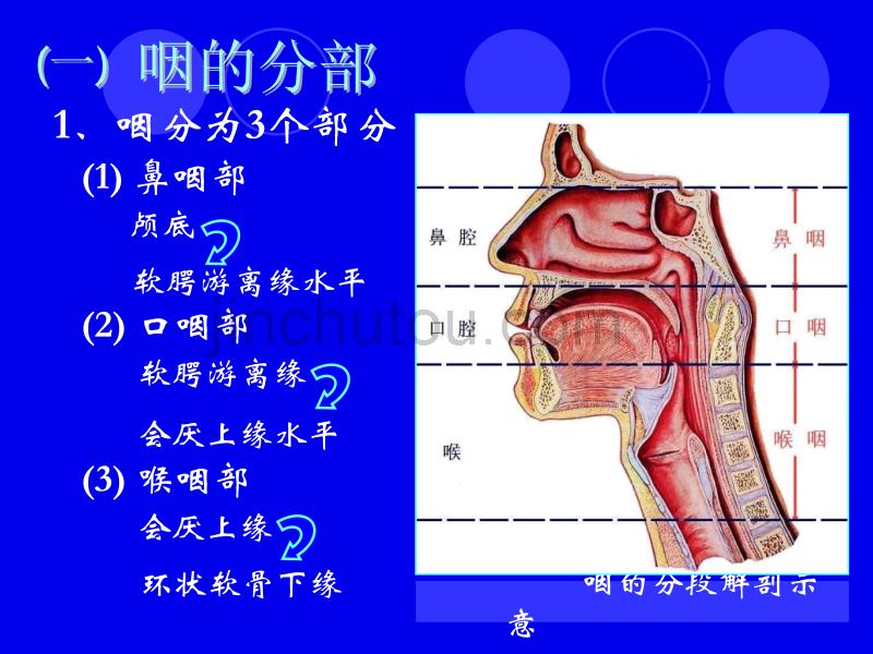 咽的应用解剖学及生理学ppt 遵义医学院教务处_第2页